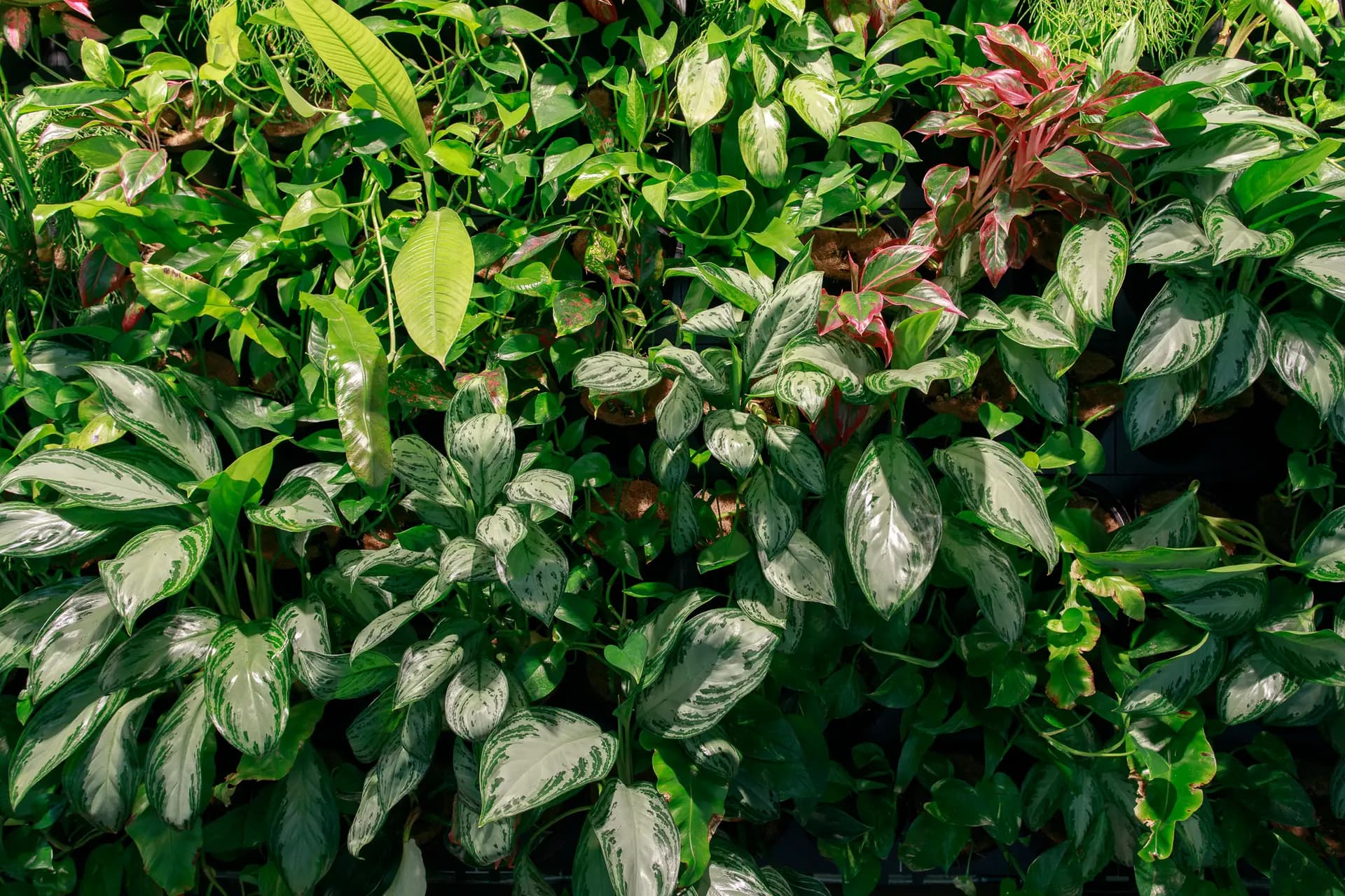 Workshop na biofilní design